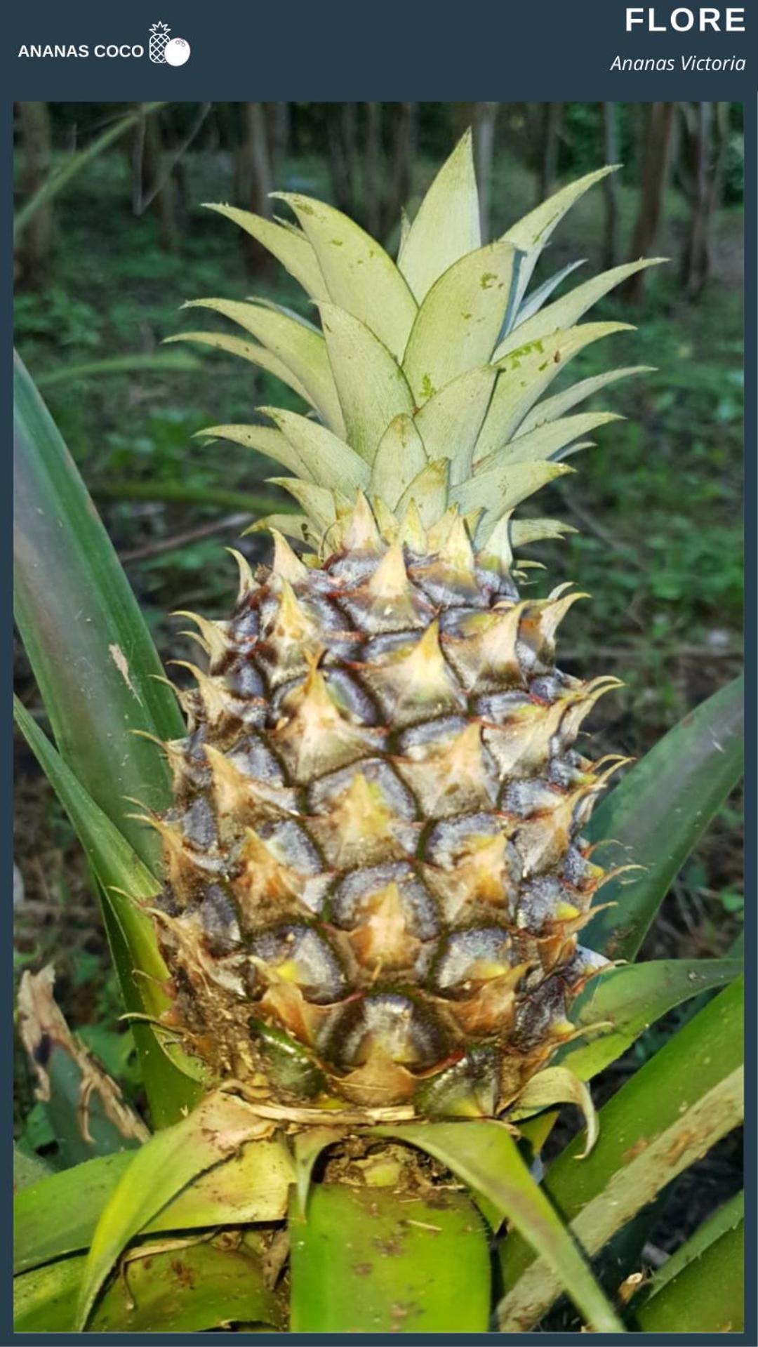 Bed and Breakfast Ananas Coco Salazie Esterno foto